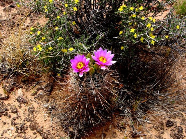 MoabFlowers (1095)